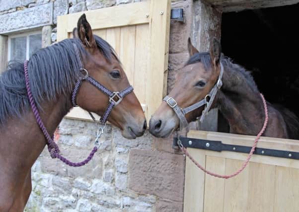 Comfort: The RSPCA wants to find good homes for horses in need