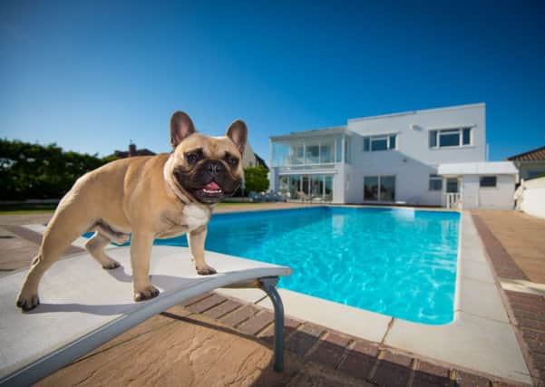 Dog days: A guest lounges by the pool at the Dog Hotel run by Matt and Leon Henderson-Rood