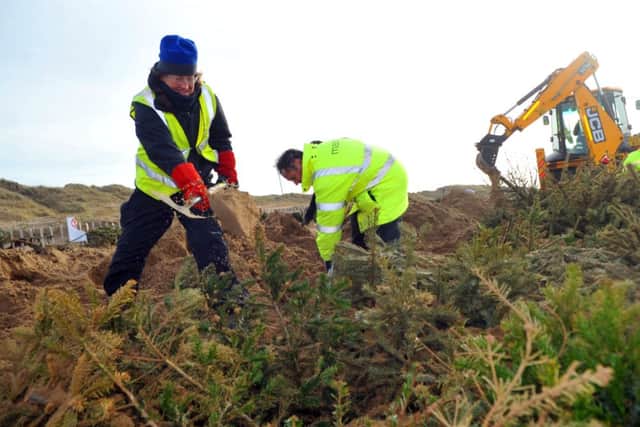 Volunteers plant old Christmas trees in the sand to build up and create new sand dunes on North Beach St Annes