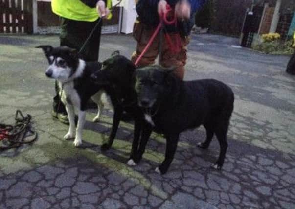 Some of the dogs found abandoned in Lytham.