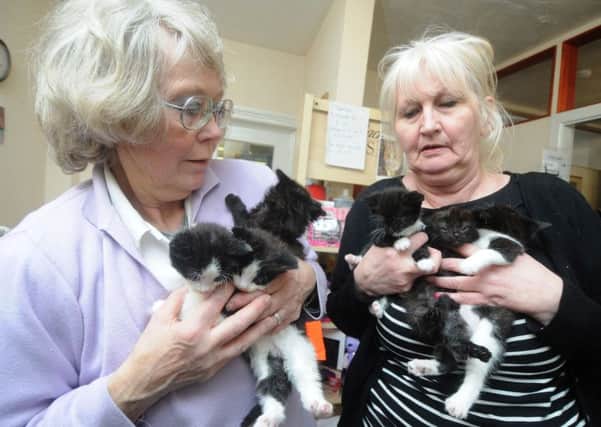 Linda Davies and Christine Meryem  with the kittens