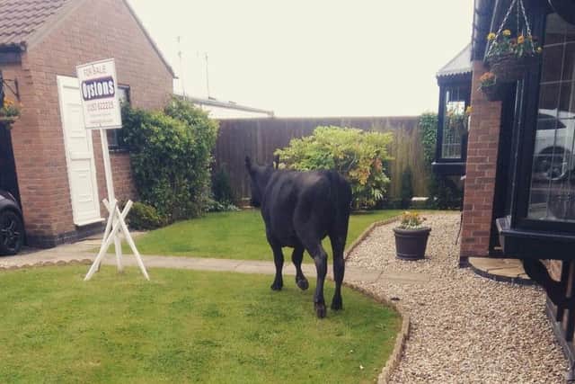 Bull on the loose in a resident garden. Pictures taken by Rebecca Hermolle on Twittter