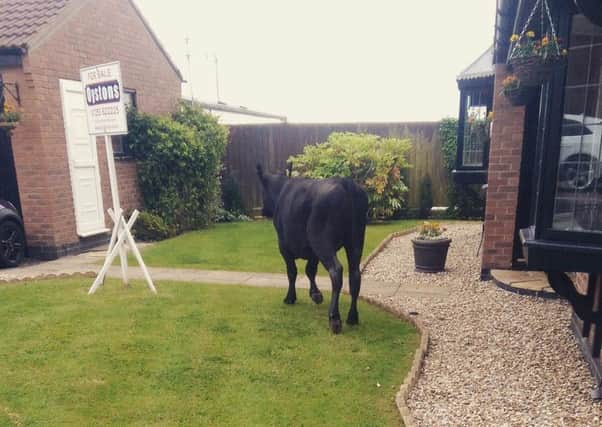 Bull on the loose in a resident garden. Pictures taken by Rebecca Hermolle on Twittter