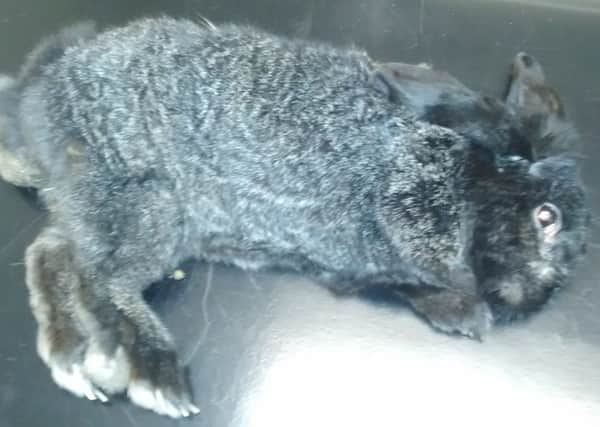 This rabbit was found abandoned outside Mayfield County School