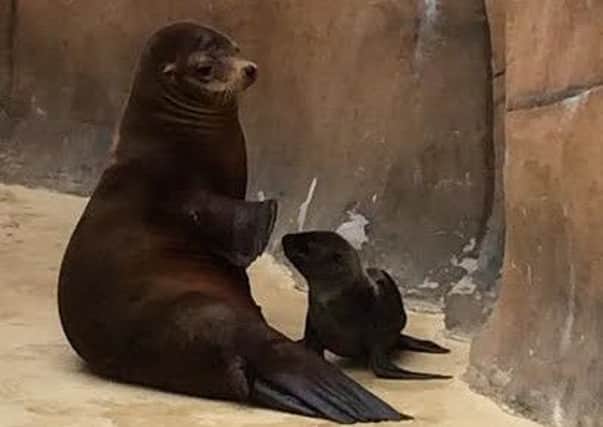 Mum Anya with her new pup at Blackpool Zoo