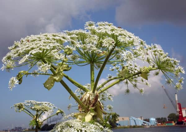 Giant hogweed - heracleum mantegazzianum.
