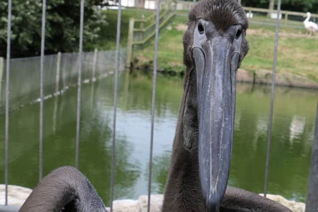 Charlie - Blackpool Zoo's first hand-reared pelican