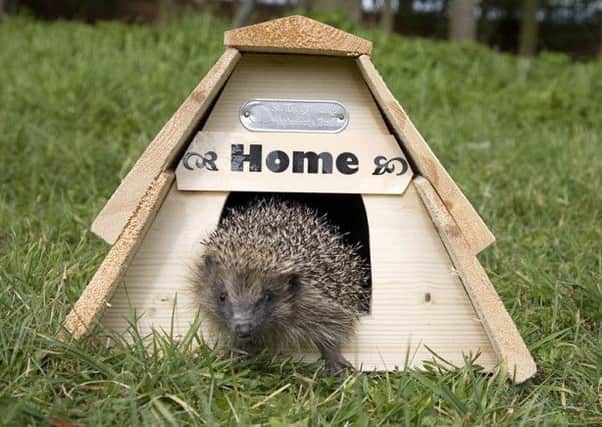 Hedgehogs are in rapid decline