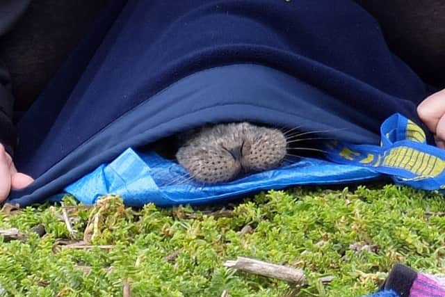 A seal was rescued when it became stranded on the beach at Cleveleys, near Blackpool
A seal was rescued when it became stranded on the beach at Cleveleys, near Blackpool
Melanie Smith, from Anchorsholme, protects the seal while the RSPCA are on route