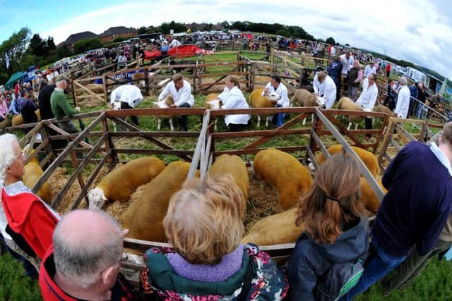 Crowds gather to watch the sheep judging