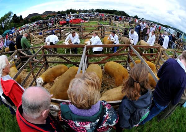 Crowds gather to watch the sheep judging