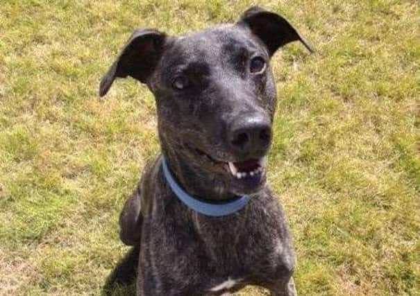 Experienced owners are needed for Derek, a four-year-old lurcher cross, who has at the RSPCA Centre in Stalmine