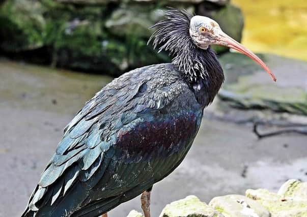 A Northern Ibis bird  five of which reside at Blackpool Zoo
