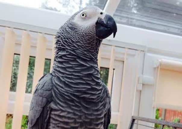 Kuzco the African grey who has bright red tail feathers.