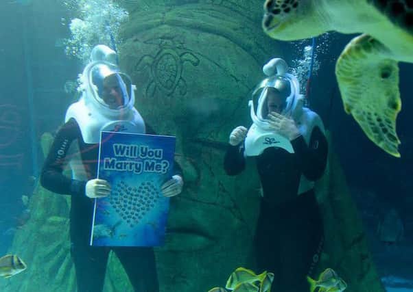 © WARREN SMITH 2015SUBMIT PIC.                                                                                                              06/09/15Marriage Proposal on The Sea Bed!Joiner Tom Seaton surprised his girlfriend Eve Ramsay when he popped the question on Saturday in a fish tank&at Sea Life Manchester watched by a giant sea turtle, sharks and other sea creatures.The two 21-year-olds from Humberside have been deeply in love since they met four years ago at Tollbar Sixth Form College in Waltham near Cleethorpes.Earlier this year they enjoyed a thrilling snorkelling holiday in Thailand, and that gave Tom the idea for a proposal with a difference.And with help from the staff at Manchester Sea Life Centre, he was able to ask for Eves hand in marriage while the couple walked on the bed of the Centres mighty ocean tank.Tom held up signs reading: There are plenty of fish in the sea but youre the one for me, and Will you marry me?He then produced the ring from inside a large model shark egg, or Merma