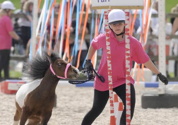 Penny Farm open day: A pony tackles the agility course