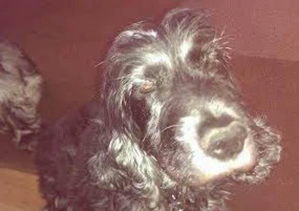 Lucy, dog killed in road collision on August 25 in Collingwood Avenue, Blackpool