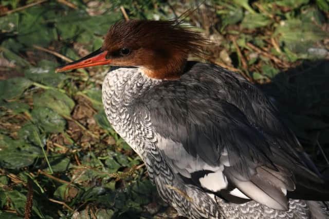 A rare scaly-sided merganser