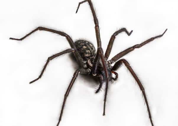 spiders