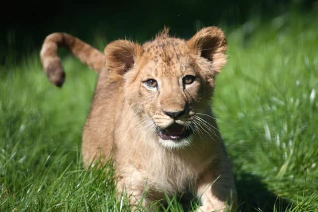 Picture shows: Khari out and about at Blackpool Zoo at four months old