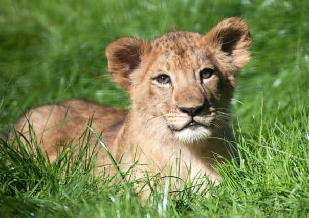 Khari, the four-month-old lion cob out and about at Blackpool Zoo