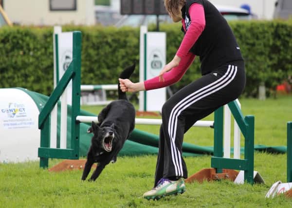 Athletic Australian Kelpie Zoom emerged victorious from two rounds at the challenging Nations Cup