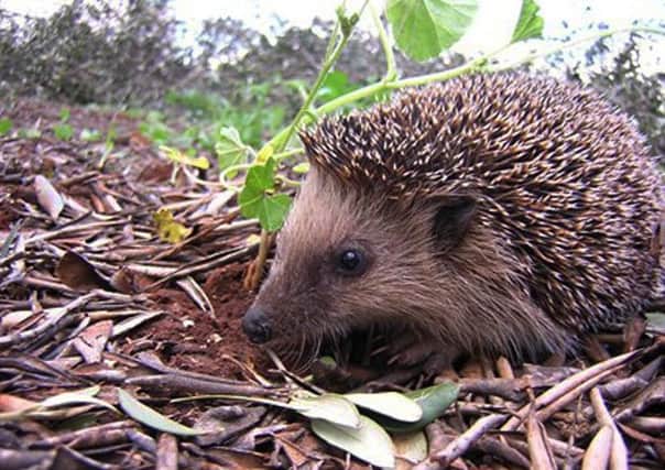 Hedgehogs are endangered  and volunteers from the Fylde coast are needed to look after injured animals