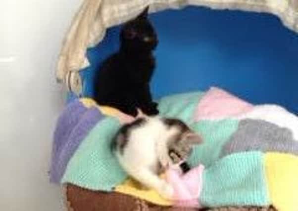 Kittens in the care of St Annes Cat Rescue