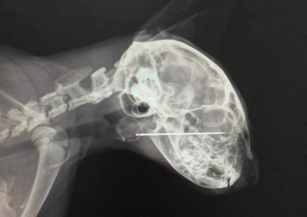 The kittens  X-ray showing the tough jobs vets had to remove the needle
