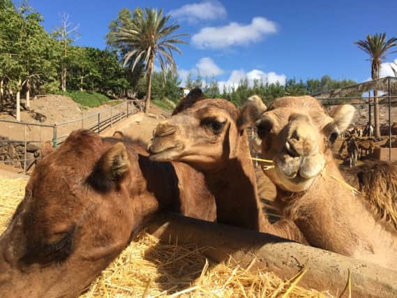 Oasis Park, Fuerteventura Camels at the park Fuerteventura travel review Nicola Adam