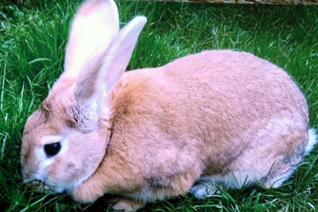 A healthy rabbit