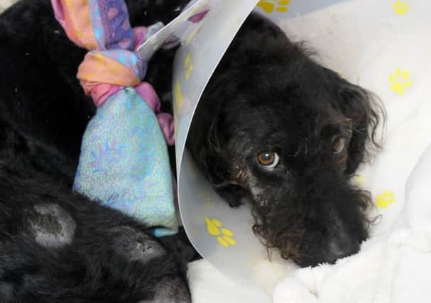 Dog Bentley who was struck by a hit and run driver in Wrea Green