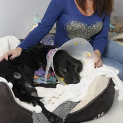 Michelle Norton with dog Bentley who was struck by a hit and run driver in Wrea Green