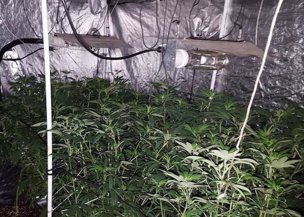 Police found eight cannabis plants at a property on Withnell Road in South Shore
