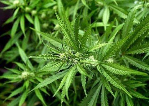 Cannabis