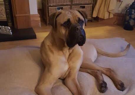 Dudley the Bull Mastiff in his new home