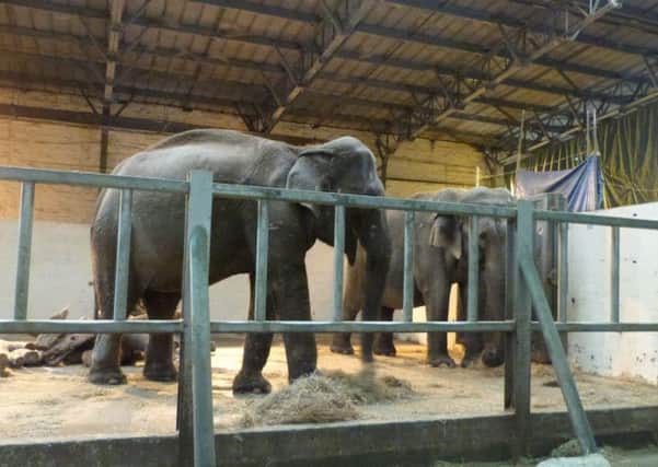 Elephants at Blackpool Zoo could be about to get a new enclosure