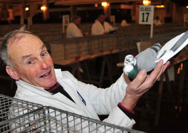 Brian Harrison, one of the stewards at the British Homing World Show of the Year, Blackpool Winter Gardens, with his own pigeon