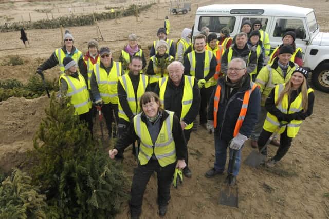 Council staff and volunteers help plant Christmas trees on St Annes beach