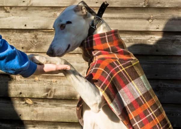 Harry the lurcher, a rescue dog at charity Finding Furever Homes