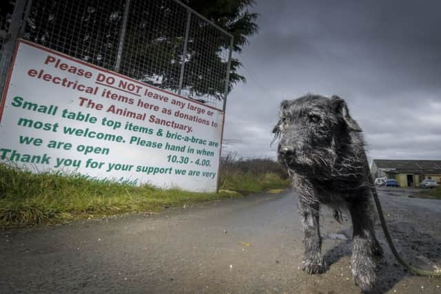 Easterleigh Animal Sanctuary desperately need homes for their animals before they are forced to move from the site.  Pictured is Benji.