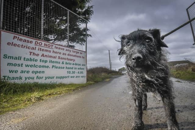 Easterleigh Animal Sanctuary desperately need homes for their animals before they are forced to move from the site.  Pictured is Benji.