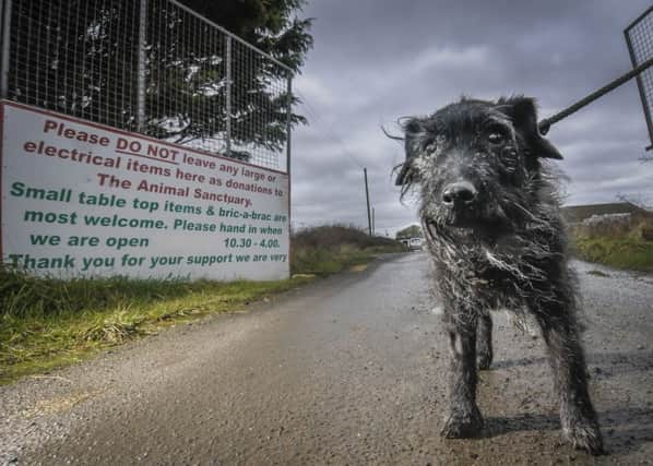 Easterleigh Animal Sanctuary desperately need homes for their animals before they are forced to move from the site. Pictured is Benji.