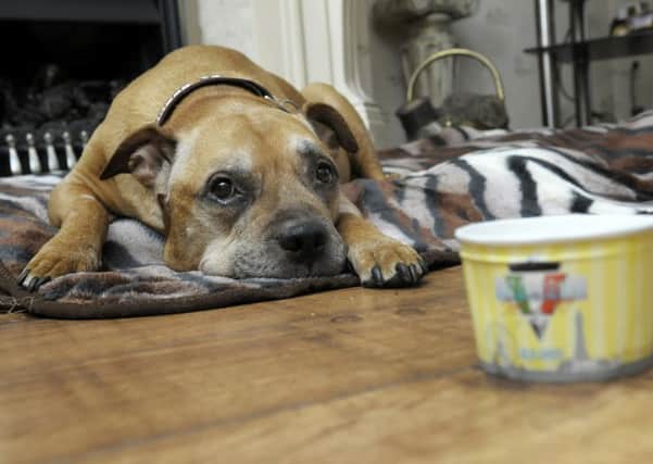 Molly the dog has been given one last tub of Notarianni's ice cream after being diagnosed with cancer