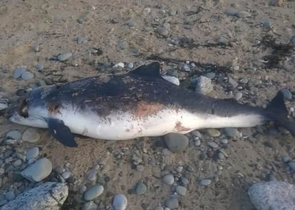 The porpoise washed up on the beach near Cleveleys