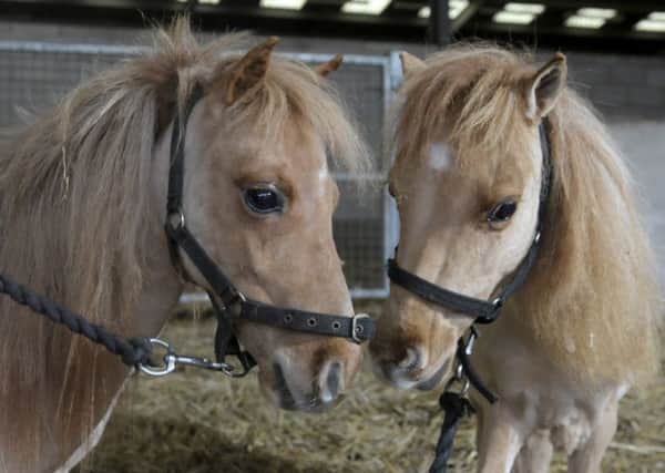Horse owners are being urged to take part in a national study