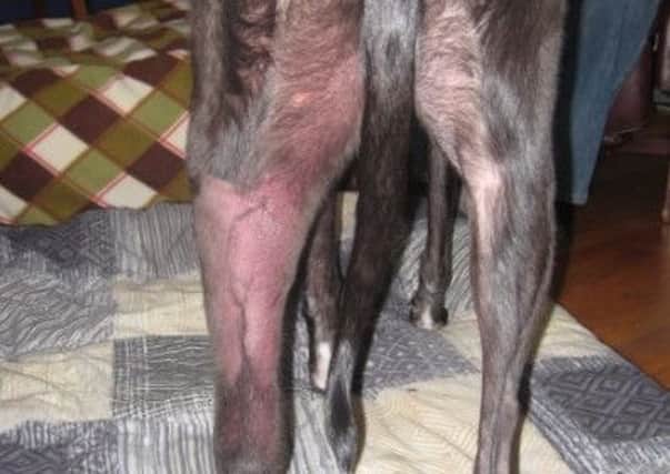 Telltale reddening around the back leg of a dog with Alabama Rot