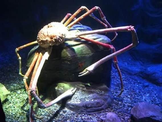Big Daddy, the biggest captive Japanese Spider Crab in the world