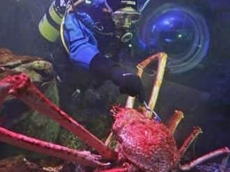 Big Daddy, the biggest captive Japanese Spider Crab in the world