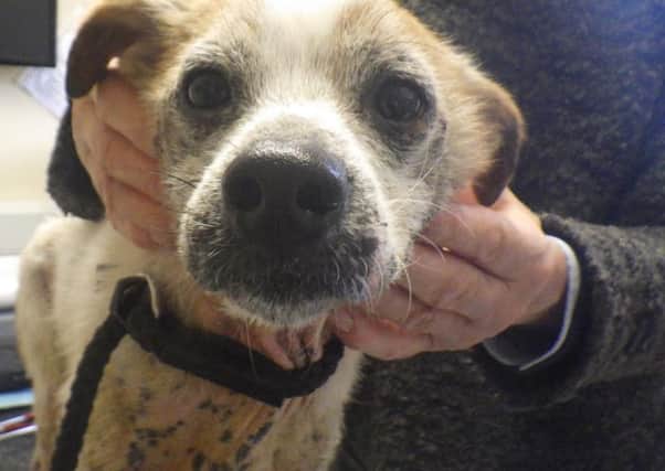 Jack the Jack Russell was almost totally bald and bleeding from a skin infection (pic from RSPCA)